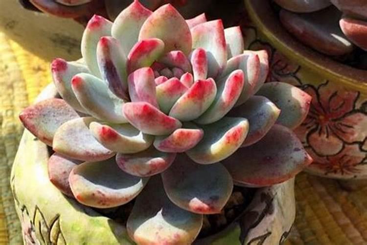 什么花都可以用的花肥是什么肥;适合各种花卉的肥料