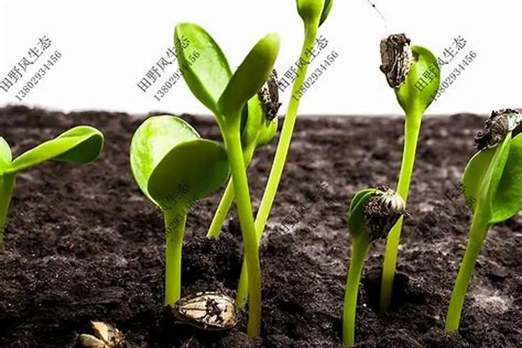 九里香的养殖方法和注意事项