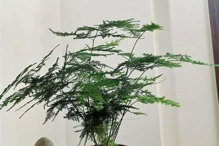 腐植酸水溶肥是什么肥料 腐植酸水溶肥料的作用有哪些