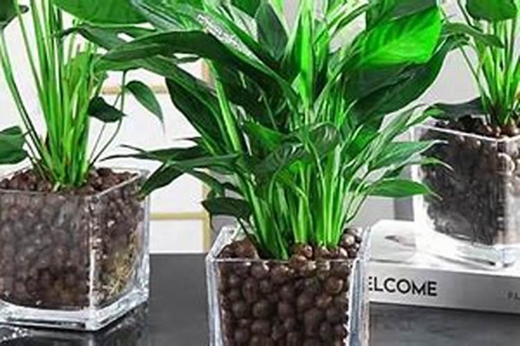 小麦扬花过后打什么药,扬花后期什么时候可以打药？