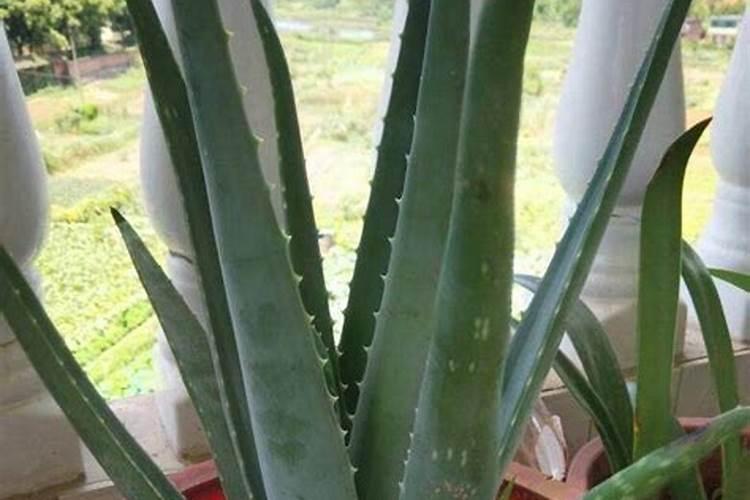 乡村季风芦荟种植方法