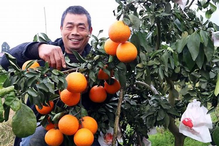 爱媛38号采果后的管理要点