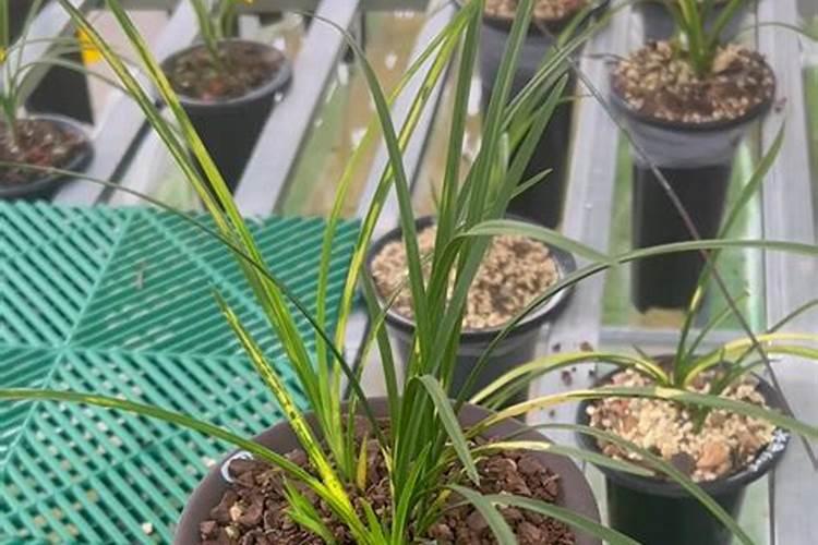 草莓用芸苔素内酯多长时间用一次