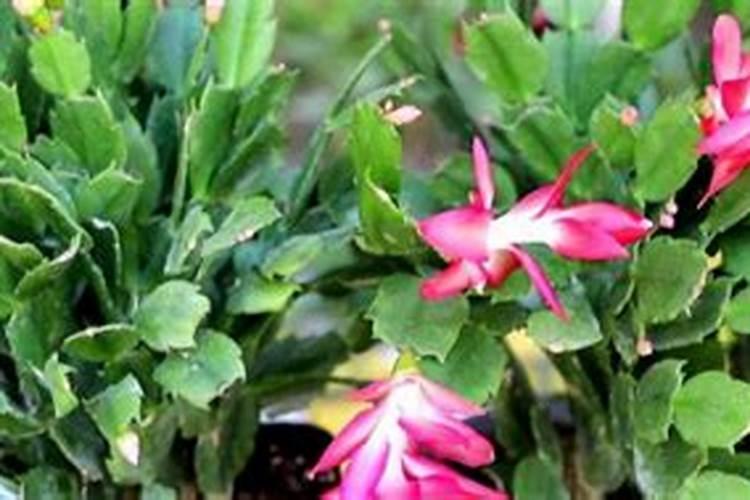 磷酸钙可以做肥料吗