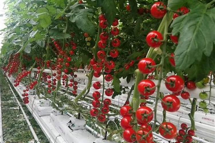 番茄秧子旺不膨果怎么办？