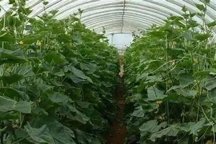 如何施用？钙肥有哪些种类？