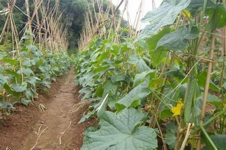 小暑季节种植什么蔬菜