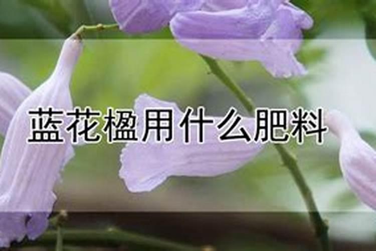 樱桃树休眠期是多长时间？急求```