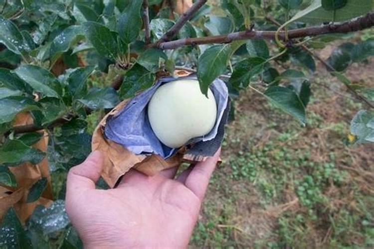 牡丹施肥用什么肥料