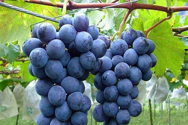 菜籽饼肥料的使用方法