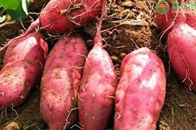 糖醇钙能喷施花生补钙吗