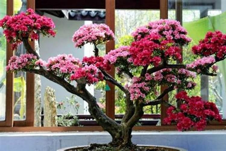 哪种叶面用的钙肥吸收好