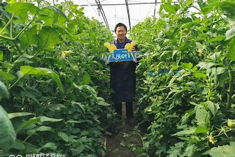 月季花枯枝需要怎么处理呢