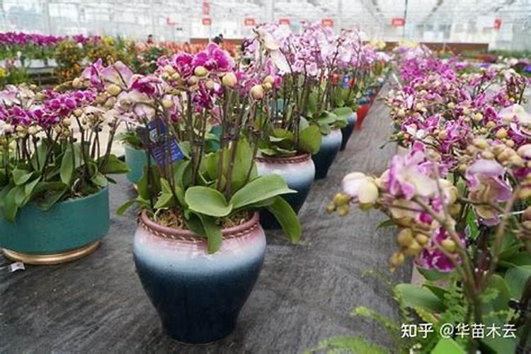 金豆盆景用什么肥料最好