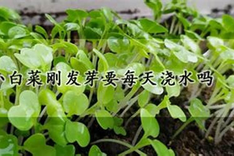 袁隆平团队在柴达木盐碱地试种海水稻是真的吗？
