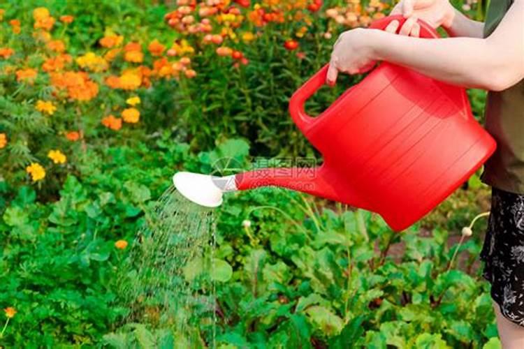 种植蔬菜,什么时候浇水最好？