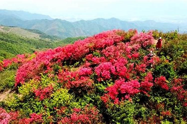 水稻叶面肥什么时候施最好水稻叶施肥注意事项