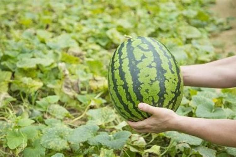 莲藕科学施肥方法 莲藕施肥怎么管理