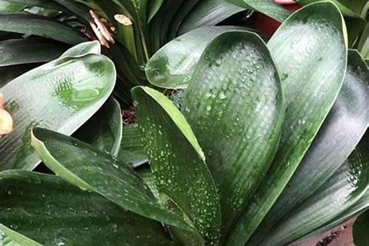 豇豆生长过程中,枝繁叶茂但结豆少怎么回事？