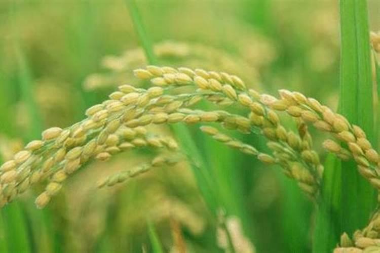 怎样对水稻施叶面肥？ 果树、蔬菜出现病菌就用82%代森锰锌