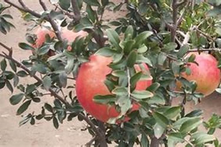 石榴树花期怎么管理