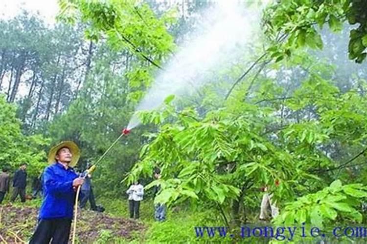 榴莲树苗多少钱一棵？榴莲树苗种植方法