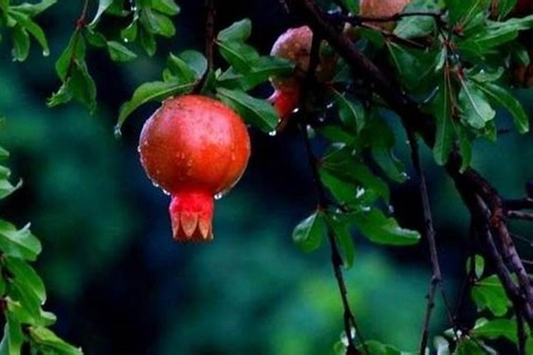 石榴施什么肥最好