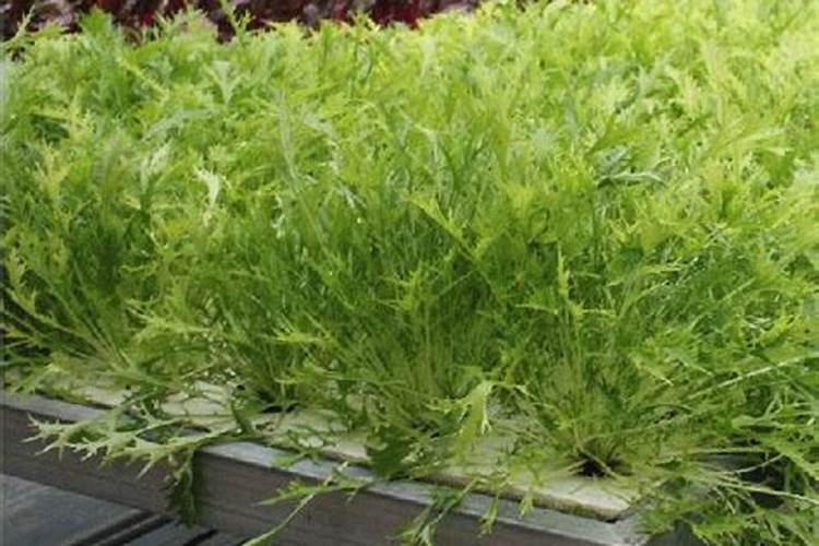 怎样培育草莓苗？草莓苗种植方法