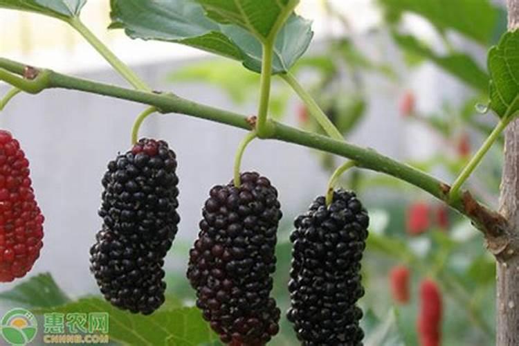 刚移栽的小番茄苗能浇鱼蛋白吗