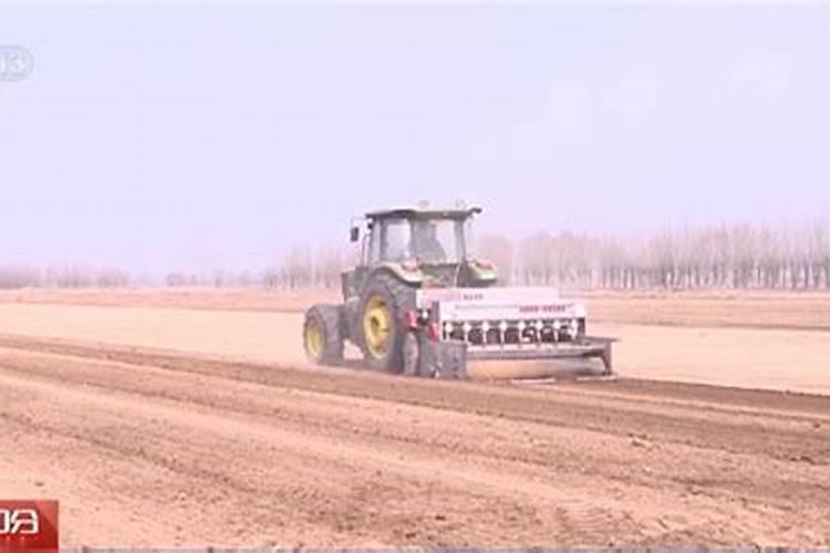 花芽分化用什么叶面肥