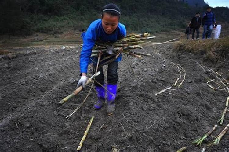 毒死蜱与生物菌肥,可以混合使用吗？