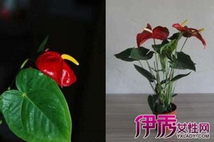 红掌用什么肥料最好