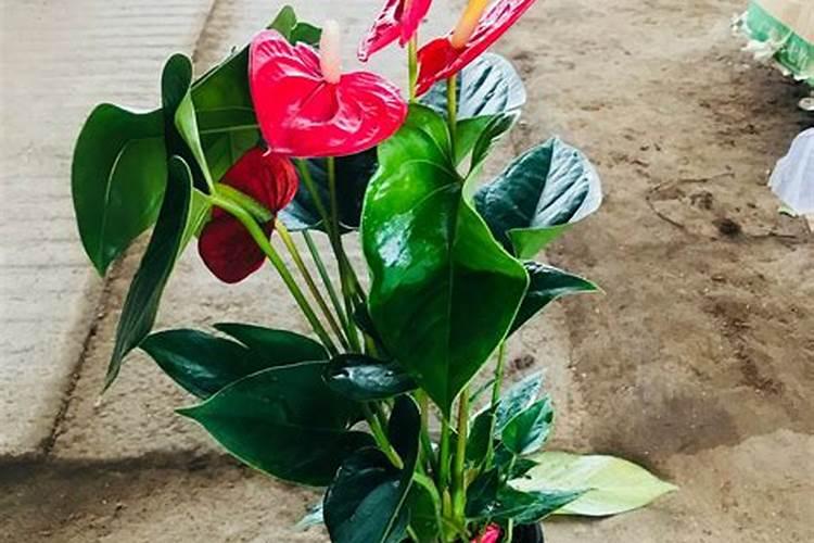 少量尿素,复合肥兑水能浇红掌吗