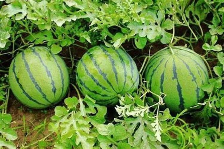 西瓜结果了需要施什么肥料