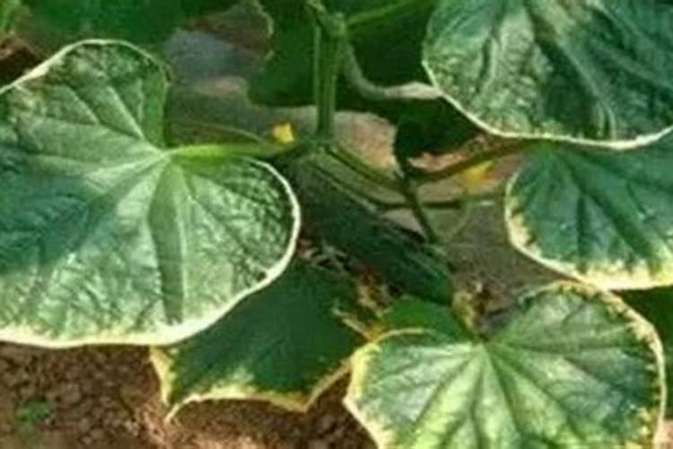 草莓磷肥过量是什么症状