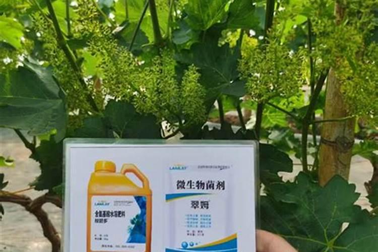 桃树什么时候用水溶肥最好