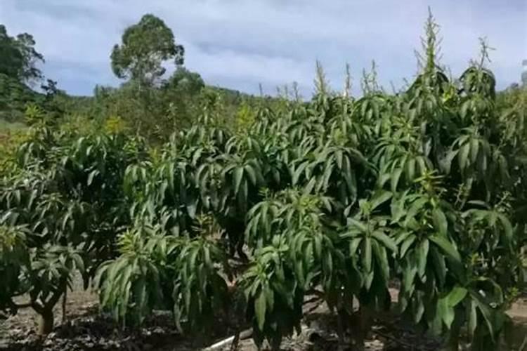 苹果树应该在什么时候施肥？应该如何施肥？