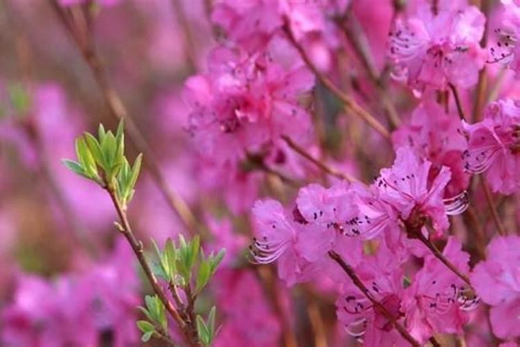 金达莱花怎么养护管理