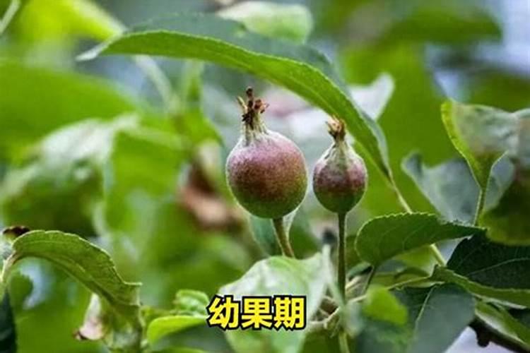 苹果树什么时间施肥好？苹果树膨果期施肥注意事项
