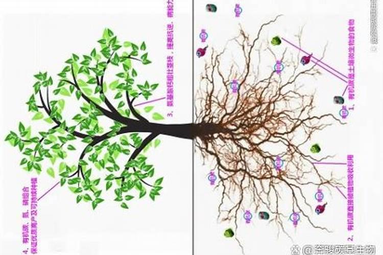 五月下旬一六月上旬苹果树能浇水吗？