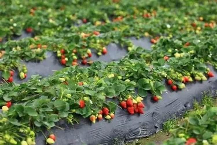 重庆11月适合种的矮小水果？