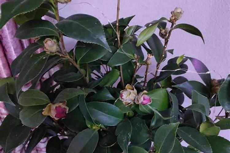 山茶花播种时,需要注意哪些事项？