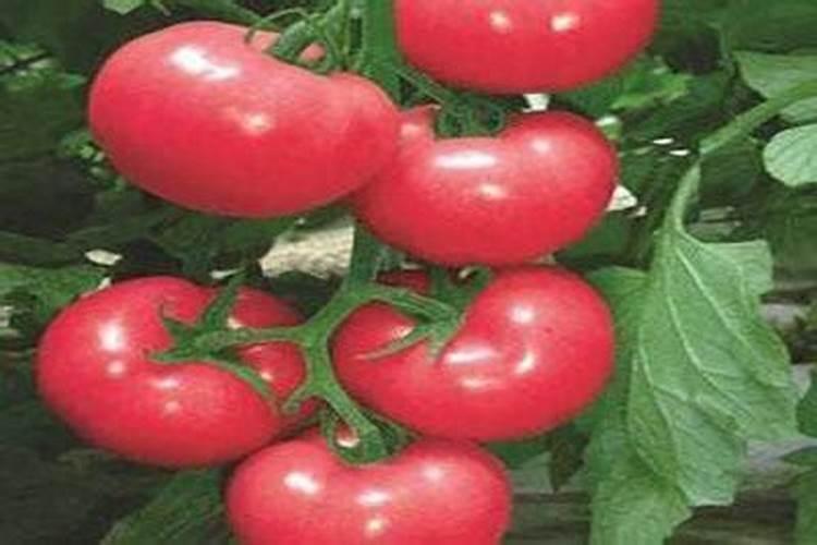 木质素磺酸钙的用途