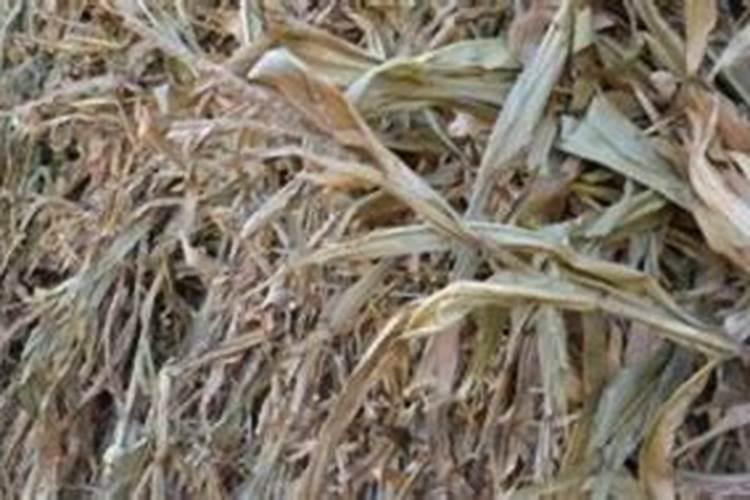 玉米秸秆比玉米赚钱,原因在这里