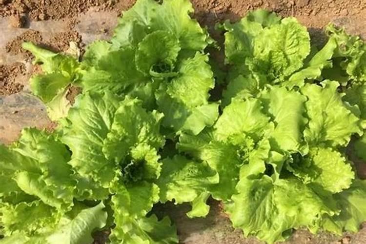 豆角底肥用什么肥料好？豆角种植用那种肥料结果多？