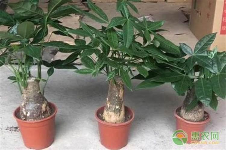 在种植柑橘的时候,如何区分柑橘是得了黄龙病还是缺素症？