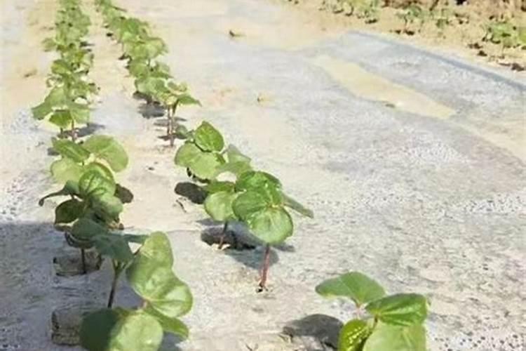 氮肥能和碱性物质混合使用吗