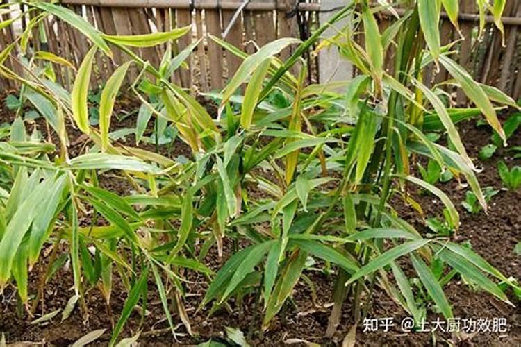 请问我的柑橘苗怎么了？