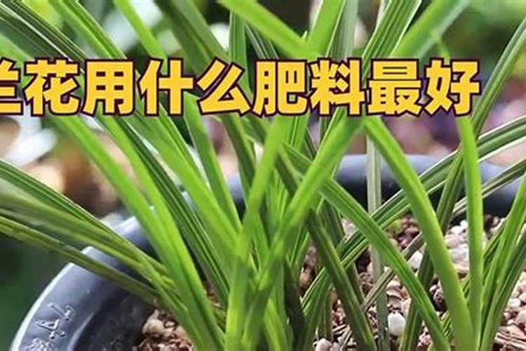 氨基酸叶面肥果树涂杆枝术怎么操作？