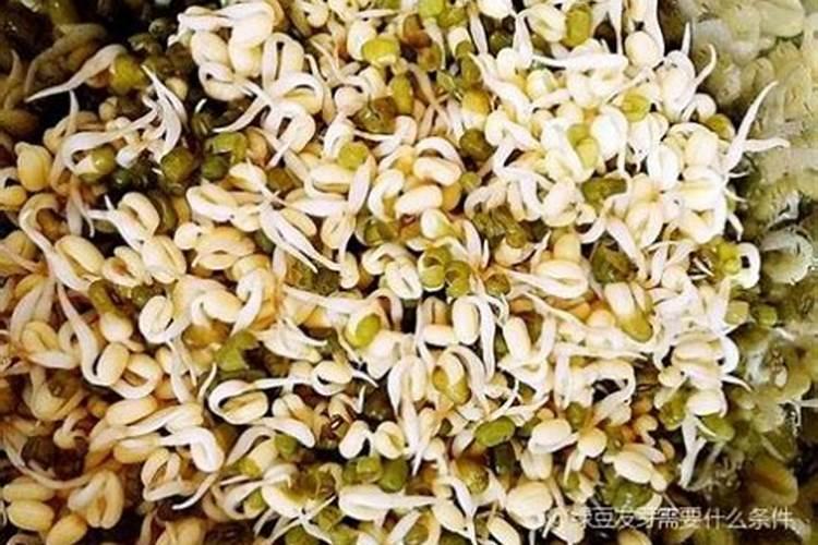 种绿豆用什么肥料好 施肥方法有哪些